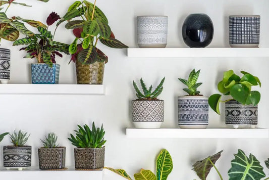 Pots de fleurs en plastique : recyclage, bac jaune ou poubelle ?