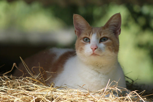 Quelle poubelle pour la litière de chat ?